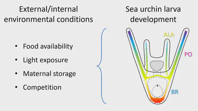 Phenotypic response to food availability in sea urchin larvae and impact of light during development and growth featured image