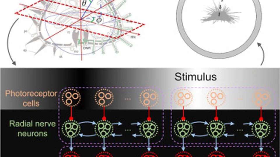 A Model of Decentralized Vision in the Sea Urchin Diadema africanum