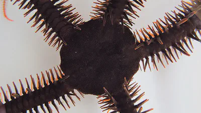Run and Hide: Visual Performance in a Brittle Star featured image